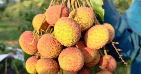 Xu hướng tiêu thụ qua mạng xã hội